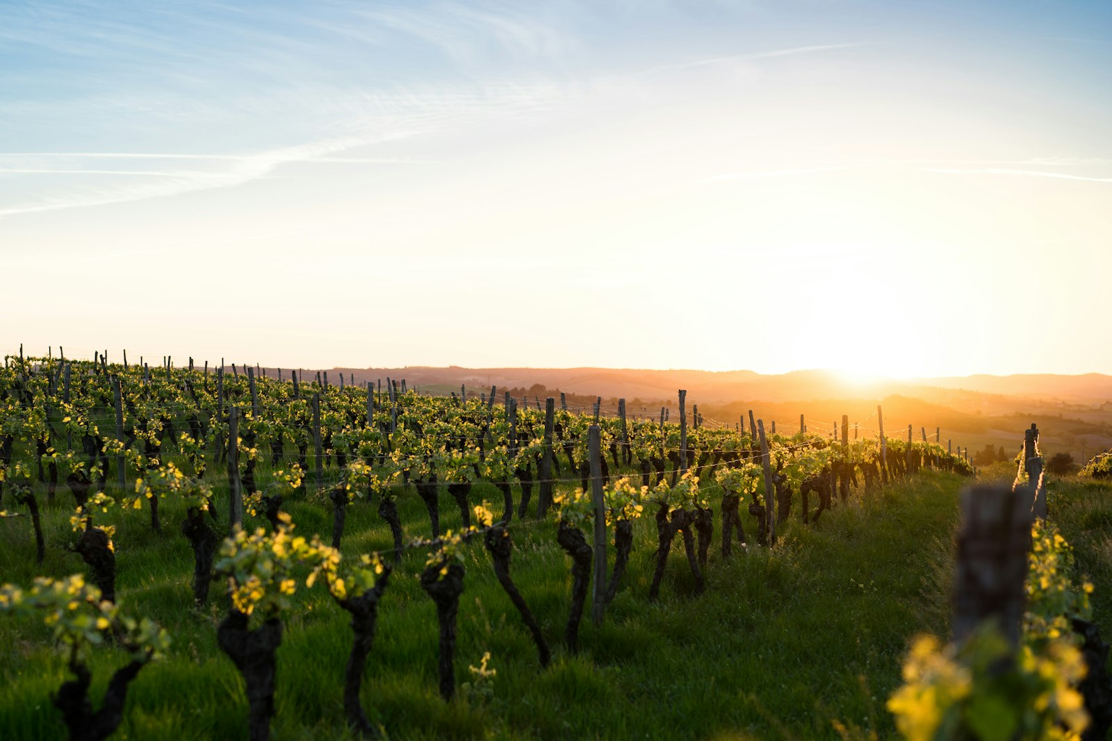 Rows of old gnarled grapevines in low evening sunlight